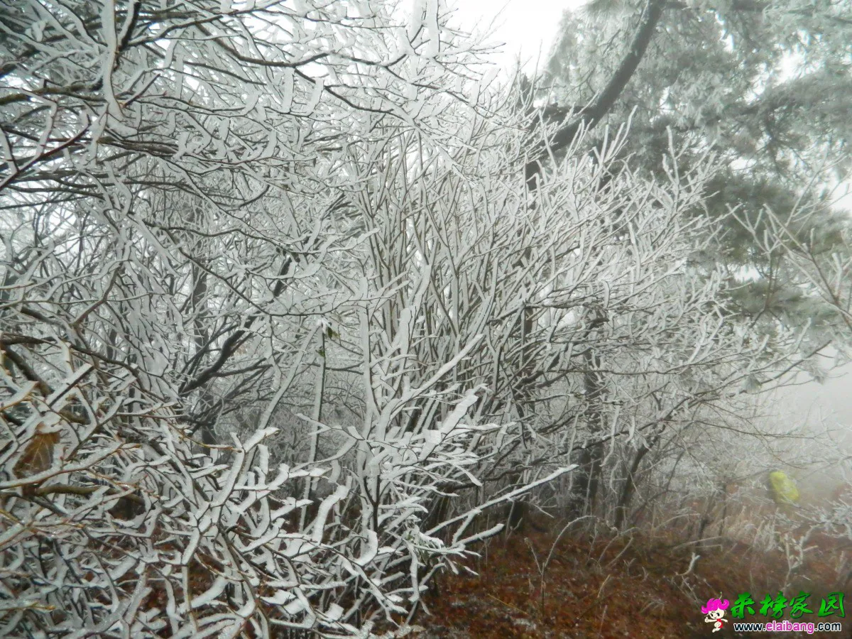 驮尖雪景
