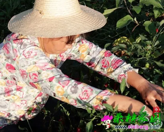 妈妈的味道