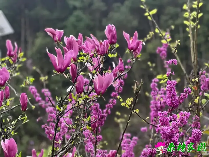 春约马元寨 赏花又品茶