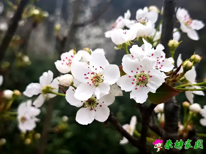 来榜村：春意满园，桃李芬芳梨花俏