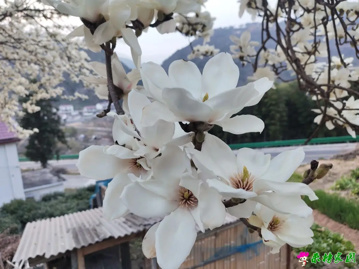 玉兰花满枝，春满花墩村