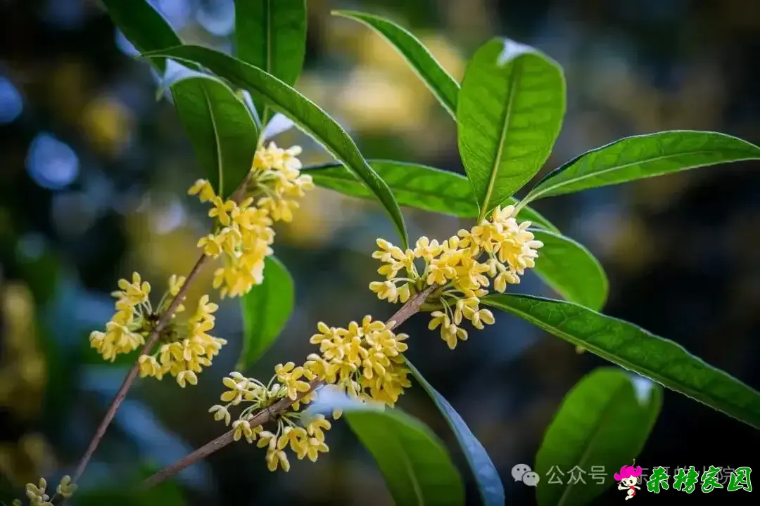 三河街：再遇桂花香