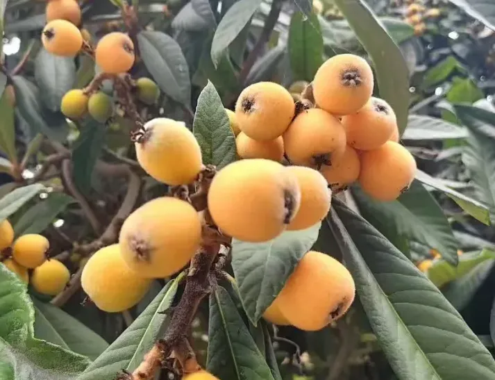 三河村初夏，一树枇杷满枝金