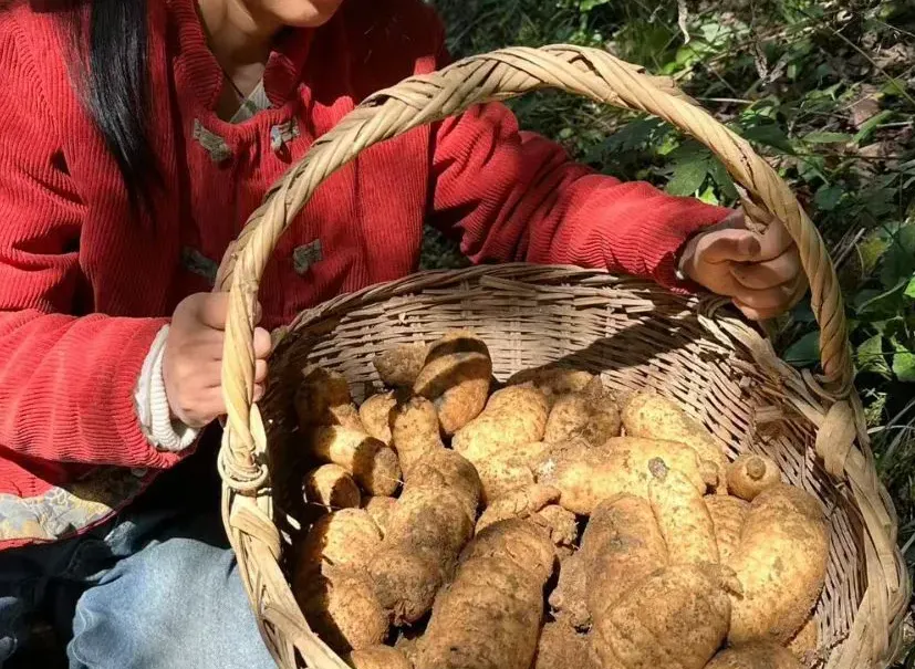 山里的天麻，大自然的恩赐