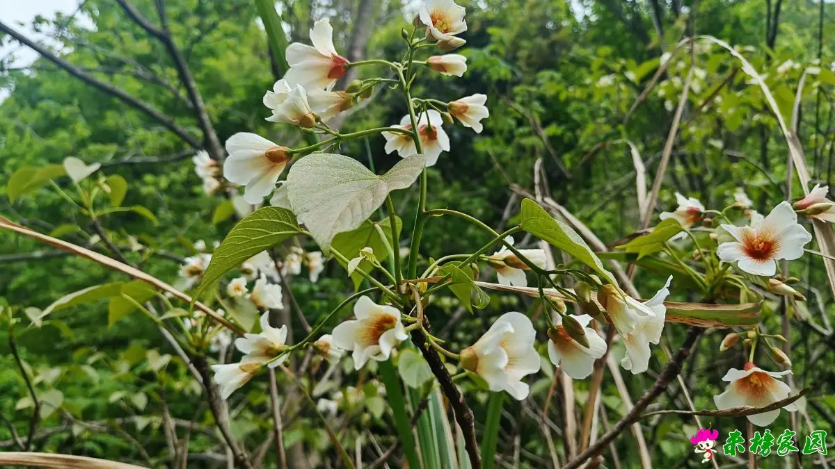 油桐树花