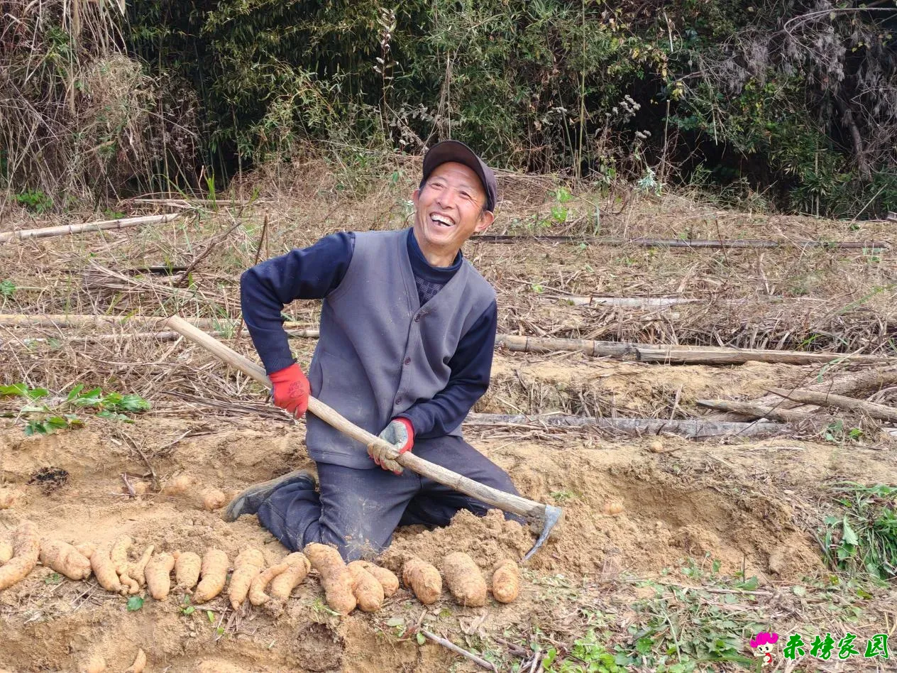 马元村：药香浸暖冬 农物阜丰收