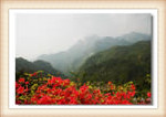 明堂山映山红